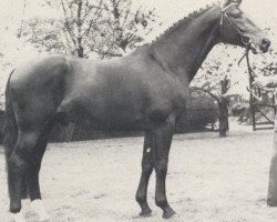 Deckhengst Barbados (Rheinländer, 1980, von Bariton)