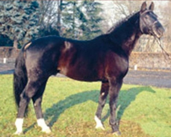 stallion Don Pedro (Hanoverian, 1980, from Don Carlos 4088)