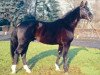 stallion Don Pedro (Hanoverian, 1980, from Don Carlos 4088)