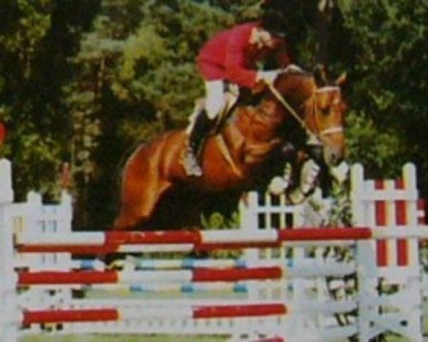 stallion Scherif d'Elle (Selle Français, 1984, from Jalisco B)