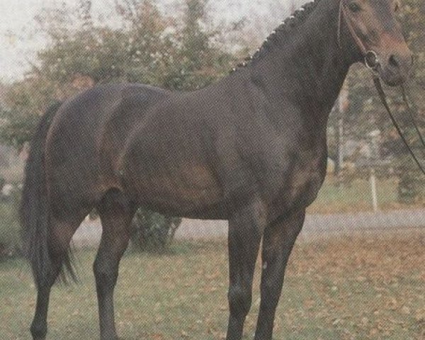 stallion Nocturn (Holsteiner, 1972, from Ladykiller xx)