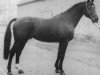stallion Waidmannsheil (Hanoverian, 1967, from Waidmannsdank xx)