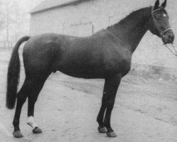 stallion Waidmannsheil (Hanoverian, 1967, from Waidmannsdank xx)