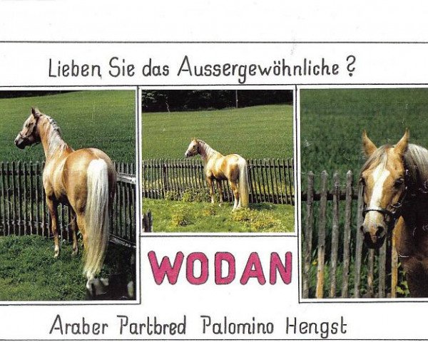 Deckhengst Wodan (Arabisches Halbblut / Partbred,  , von Gashmiron ox)