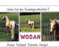 Deckhengst Wodan (Arabisches Halbblut / Partbred,  , von Gashmiron ox)