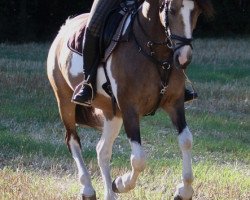 Pferd Bijou (Kleines deutsches Reitpferd,  , von Wodan)