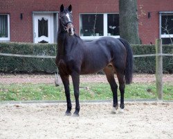 broodmare Ruth (Westphalian, 1997, from Ribbeck)