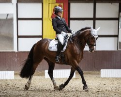 dressage horse Wasyl 5 (Polish Warmblood, 2013, from Rys)