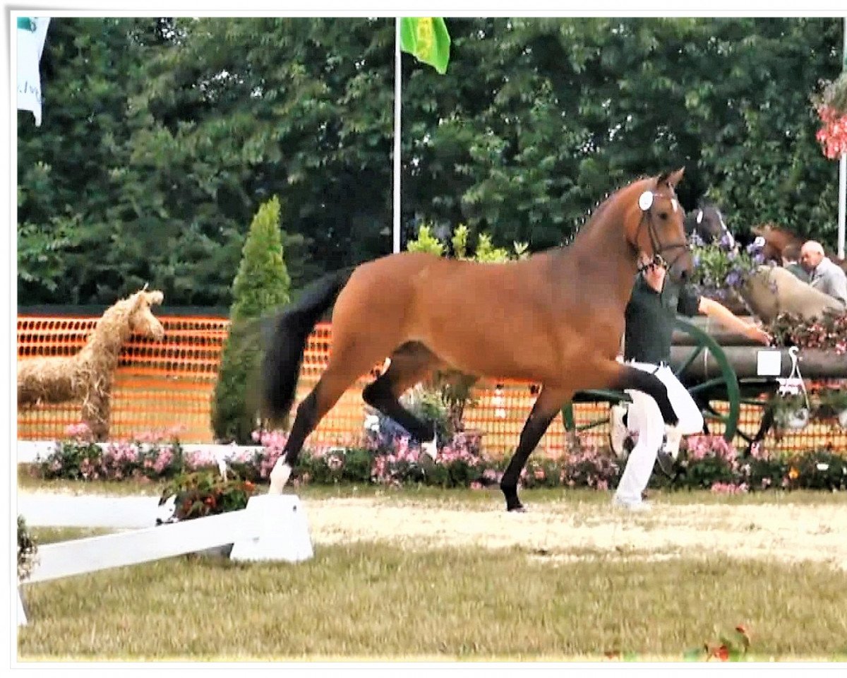 broodmare Fernandine (Rhinelander, 2010, from Fidertanz)