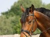 dressage horse Kaiserkurt (Hanoverian, 2009, from Kaiserkult TSF)