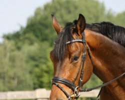 dressage horse Kaiserkurt (Hanoverian, 2009, from Kaiserkult TSF)