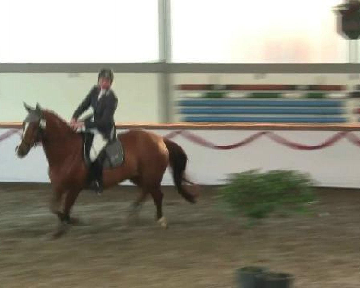 jumper Fine 57 (Hanoverian, 2001, from Fabriano)