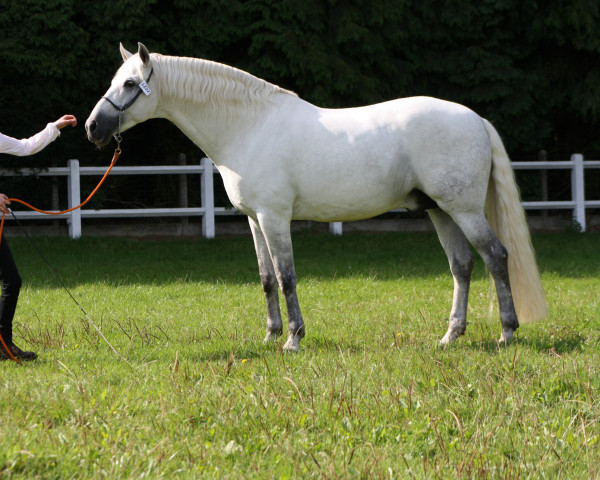 stallion Jalisco Larios (Pura Raza Espanola (PRE), 2005, from Bronce IV)