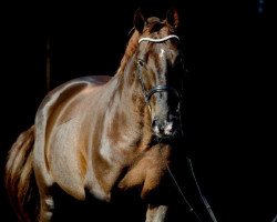 dressage horse Da Pari (Zweibrücken, 1998, from Dream of Heidelberg I)