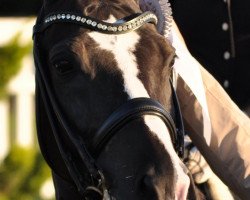 dressage horse Domino-Day (German Riding Pony, 2001, from Dornik B)