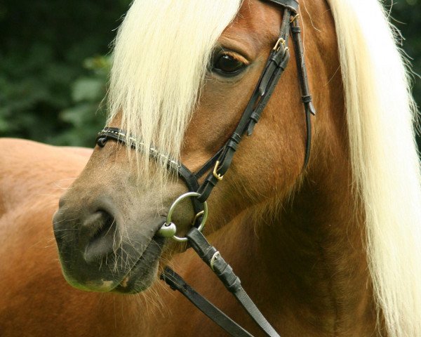 broodmare Montana (Haflinger, 1991, from Midas-Clarina)