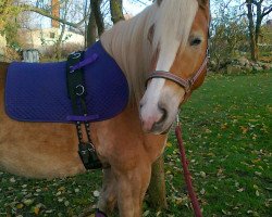 Pferd Mondlicht (Haflinger, 2008, von Nordcup)