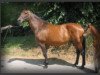 broodmare Laika BS (Holsteiner, 1996, from Lands River)