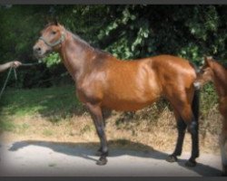 broodmare Laika BS (Holsteiner, 1996, from Lands River 90 FIN)