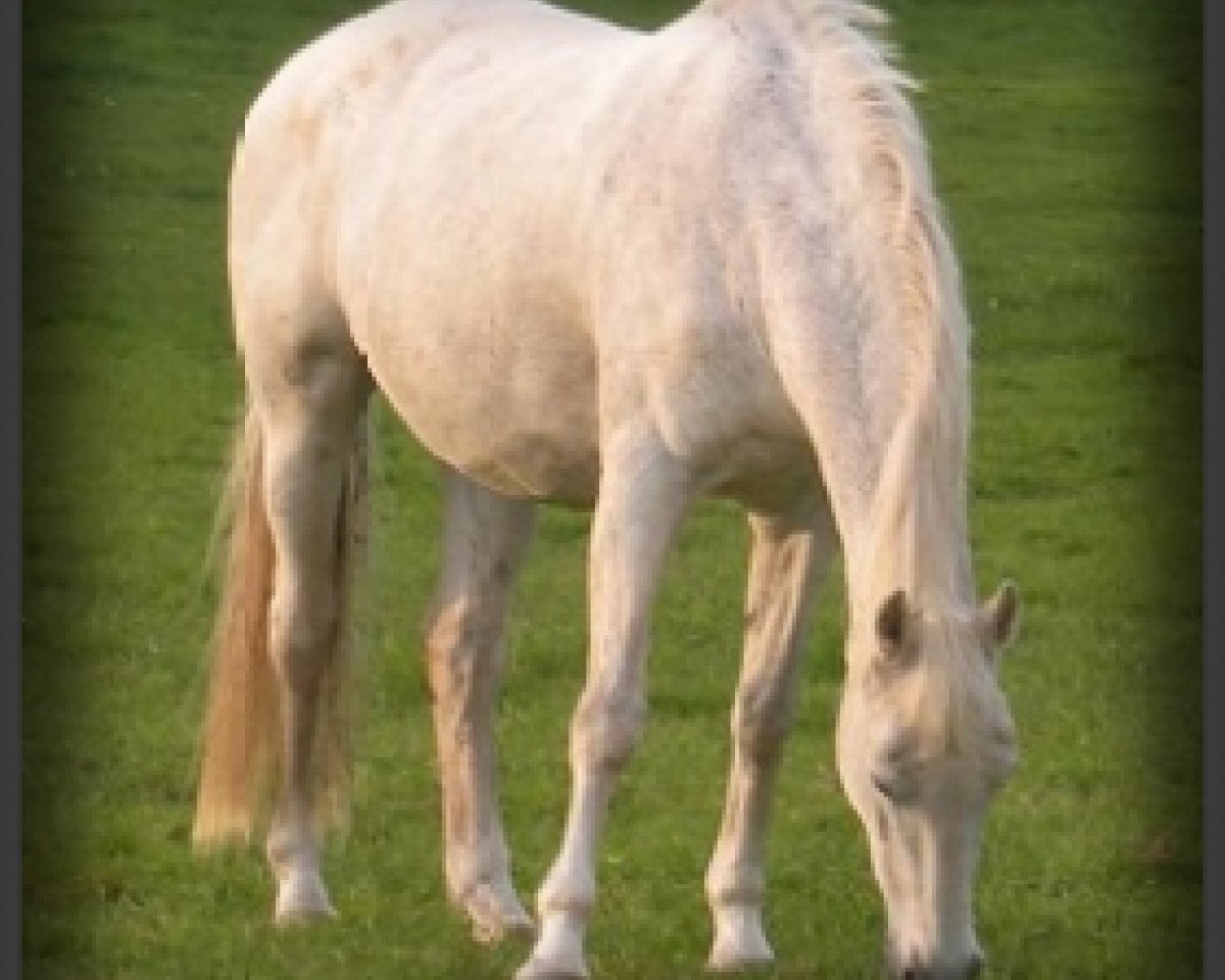 broodmare Ilka IV (Holsteiner, 1994, from Corofino I)