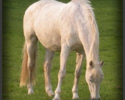 broodmare Ilka IV (Holsteiner, 1994, from Corofino I)