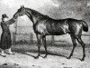 stallion Truffle xx (Thoroughbred, 1808, from Sorcerer xx)