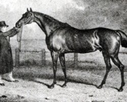 stallion Truffle xx (Thoroughbred, 1808, from Sorcerer xx)