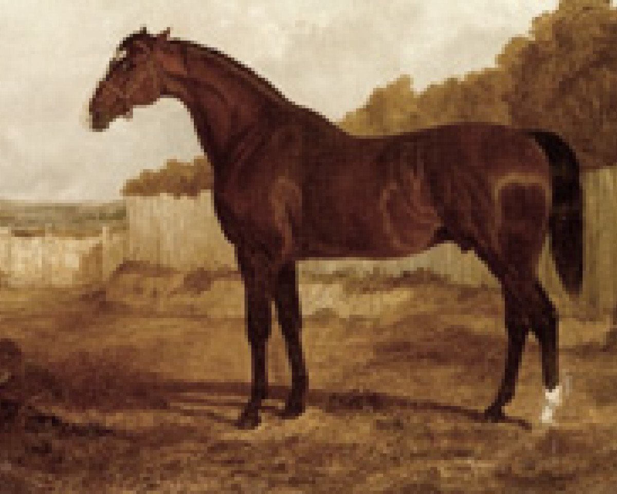 stallion Blacklock xx (Thoroughbred, 1814, from Whitelock xx)
