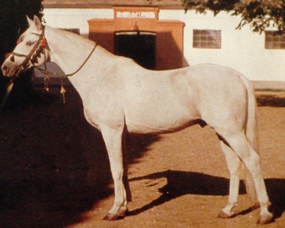 stallion Gazal VII ShA (Shagya Arabian, 1944, from Gazal II)