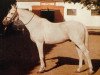 stallion Gazal VII ShA (Shagya Arabian, 1944, from Gazal II)