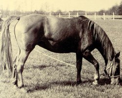 broodmare Adelsflocke (Hanoverian, 1959, from Abhang I)