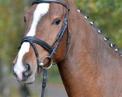 jumper Coltaire (Oldenburg show jumper, 2006, from Cartogran)