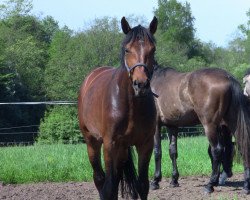 jumper Copix 2 (Hanoverian, 2006, from Contendro I)