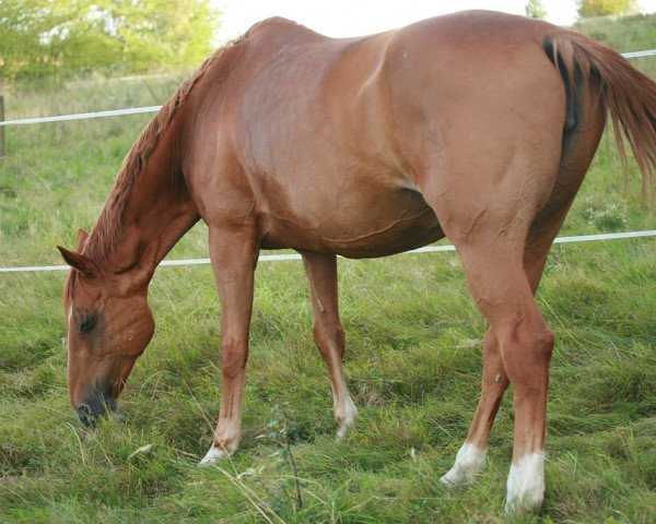 Zuchtstute Penny-Lane 19 (Rheinländer, 1996, von Prestige)