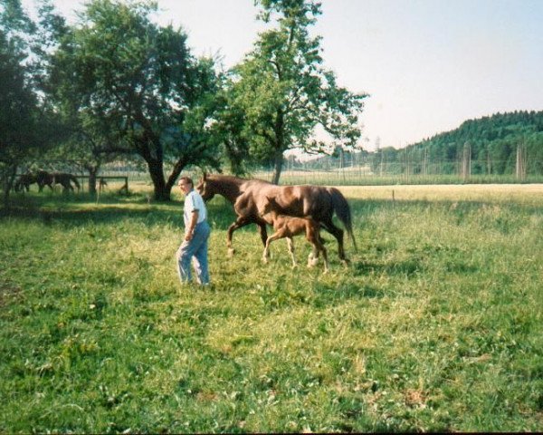 Pferd Filius (Württemberger, 1993, von Flirt)