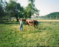 horse Filius (Württemberger, 1993, from Flirt)