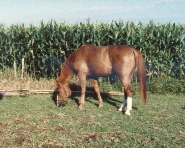 Pferd Ampeer (Württemberger, 1989, von Abendstern)