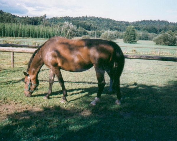 horse Alina (Württemberger, 1991, from Advokat)