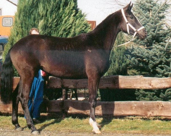 Pferd Aika (Württemberger, 1992, von Advokat)
