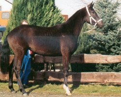 horse Aika (Württemberger, 1992, from Advokat)