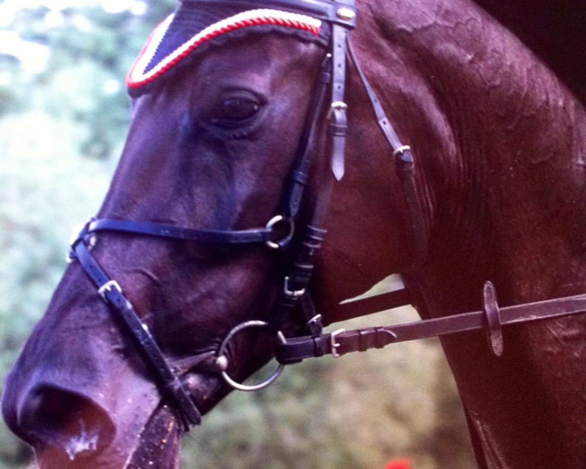 jumper Cabaliero H (Hanoverian, 2004, from Conteur)