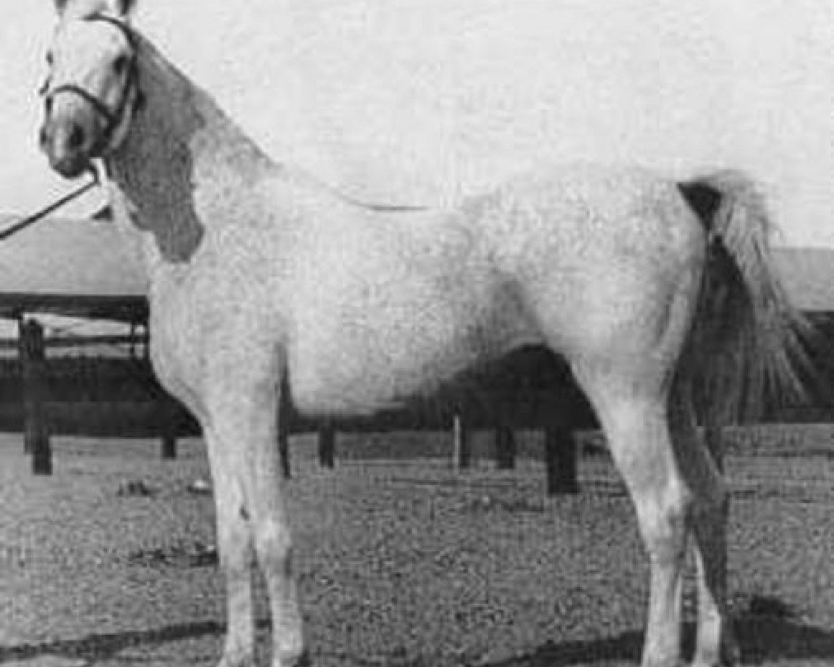 stallion Gamil Manial 1912 RAS (Arabian purebred, 1912, from Saklawi II 1895 ox)