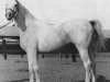 stallion Gamil Manial 1912 RAS (Arabian thoroughbred, 1912, from Saklawi II 1895 ox)