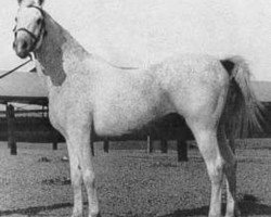 stallion Gamil Manial 1912 RAS (Arabian thoroughbred, 1912, from Saklawi II 1895 ox)