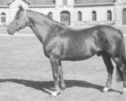 stallion Irak E (Selle Français, 1974, from Ukase)