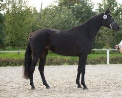 broodmare Kalamaika (Trakehner, 2014, from Iskander)