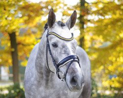 dressage horse Bruno Banani (Westphalian, 2012, from Belstaff)