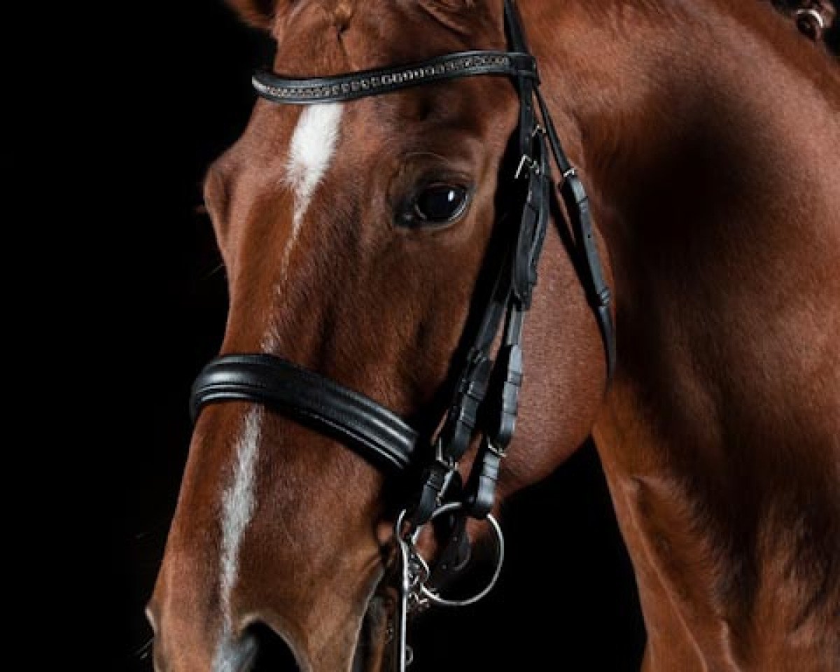 dressage horse His Spark of Hope (Hanoverian, 2006, from His Highness)