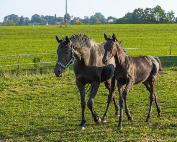 Dressurpferd Karuso (Trakehner, 2018, von Hibiskus)