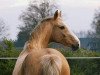 broodmare Martaloc Polina (Hungarian Warmblood, 1992, from Martalóc)